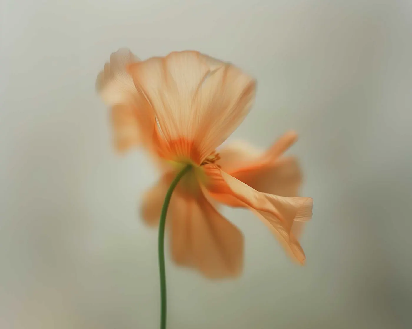 A soft-focus peach poppy with a green stem against a pale grey-green background